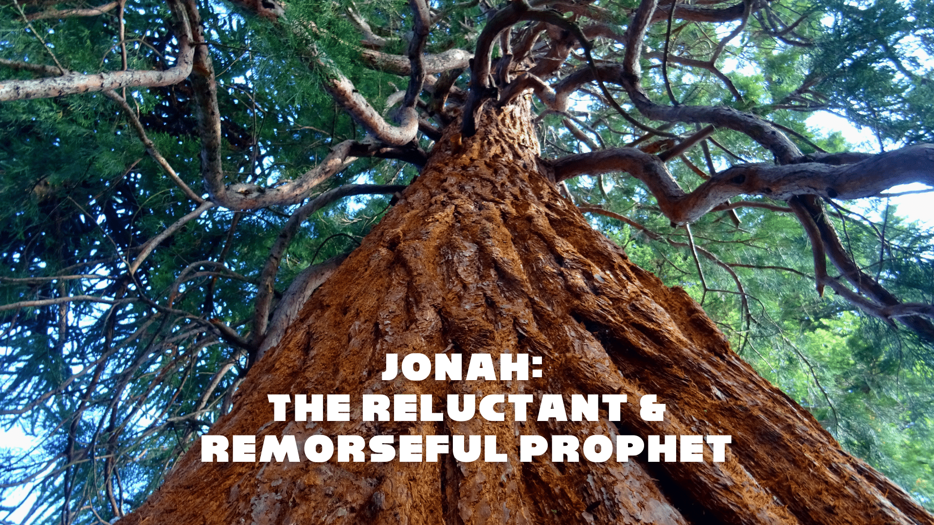 Jonah: The Reluctant & Remorseful Prophet